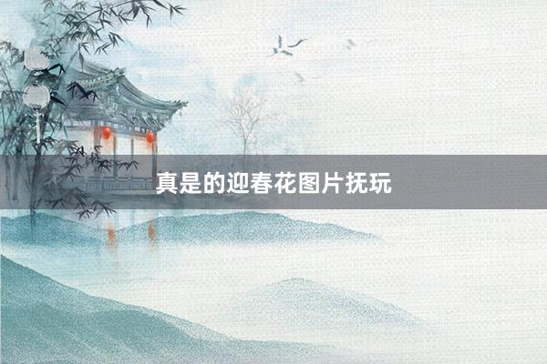 真是的迎春花图片抚玩